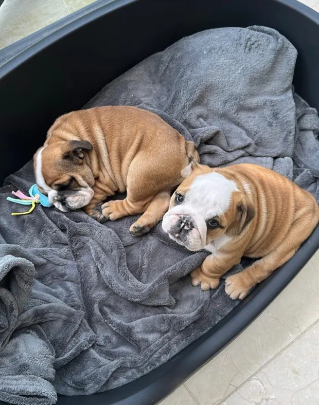  太陽報：球迷找到了加納喬的狗，事后他回贈球票以示感謝